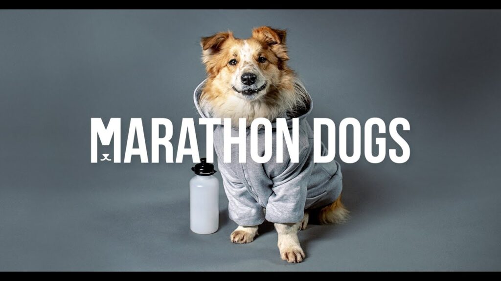 CSOB Bank | Marathon Dogs