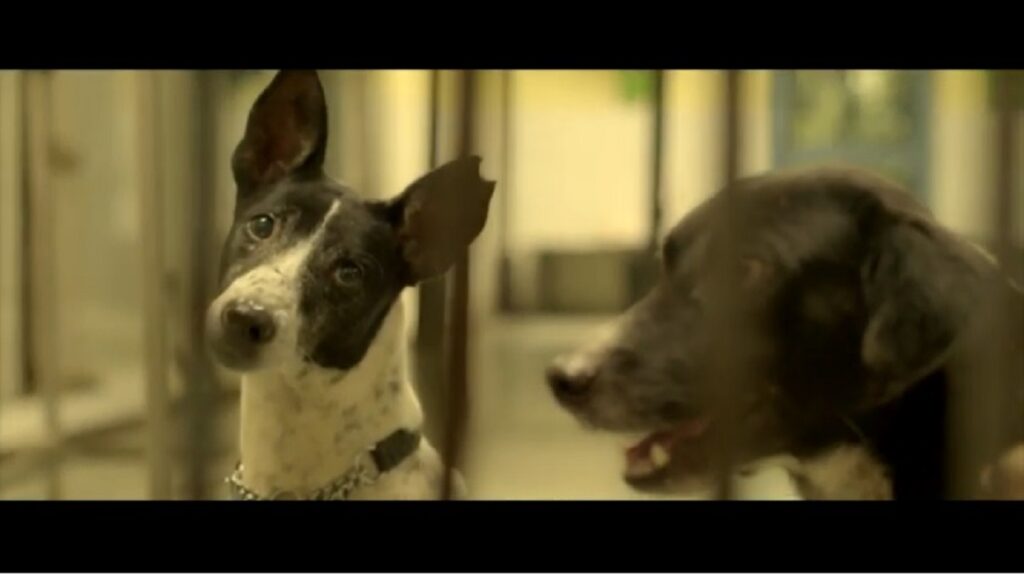 The Welfare Of Stray Dogs (WSD) | Adopt An Indie