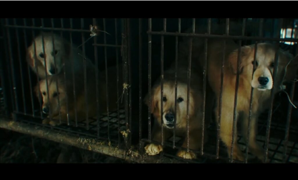 Humane Society International | End The Lockdown For Animals