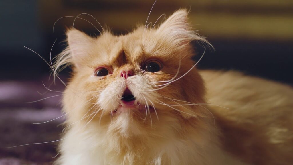 Midea Dehumidifier | Why Cats Love It