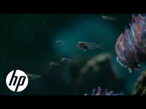 HP | Parallel Lives | Plastic Vs Fish