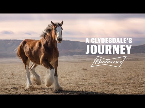 Budweiser | In The Home Of The Brave, Down Never Means Out